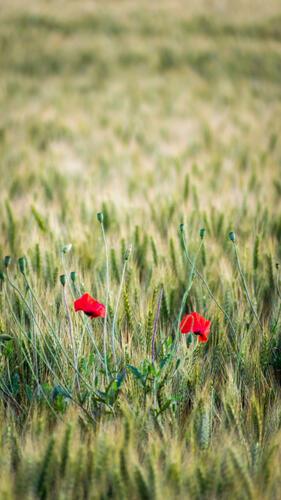 Poppies between wheat